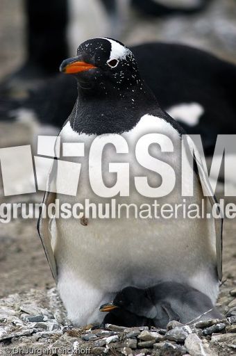 Eselspinguin (61 von 97).jpg